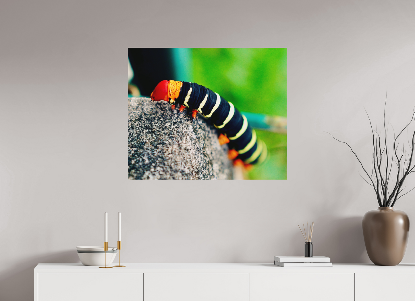 Frangipani caterpillar (Guadeloupe, Vieux Fort)
