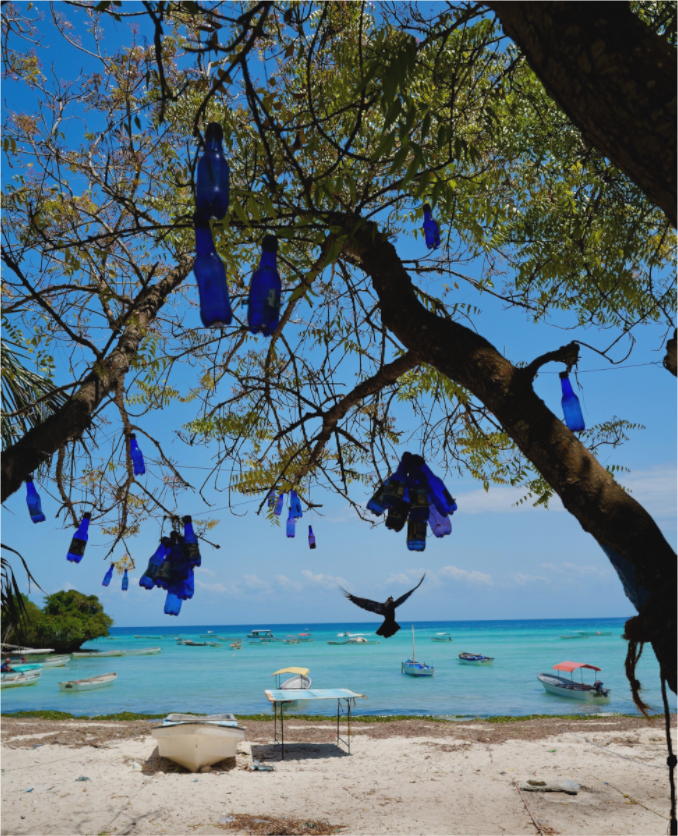The Blue Song of the Trees (Tanzania, Zanzibar)