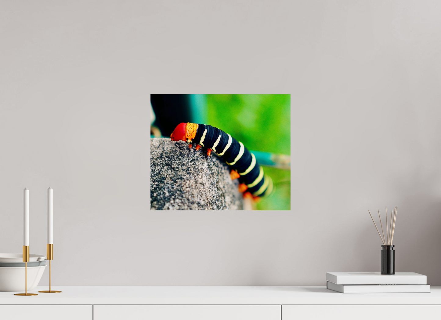 Frangipani caterpillar (Guadeloupe, Vieux Fort)