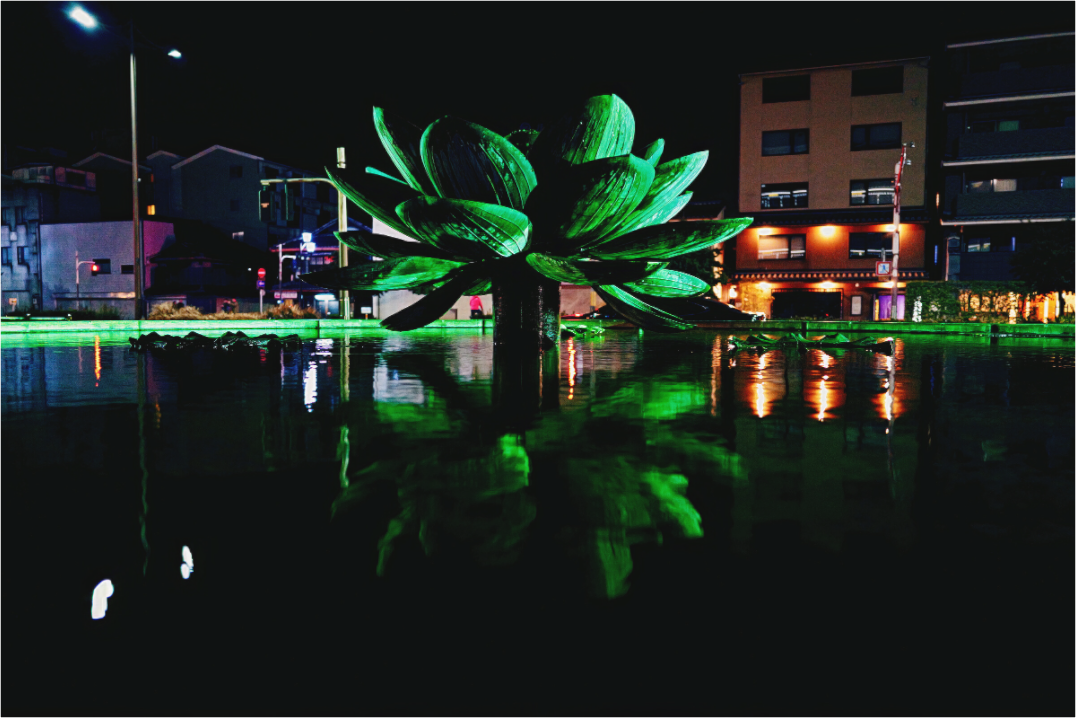 Reflected bloom (Japan, Kyoto)