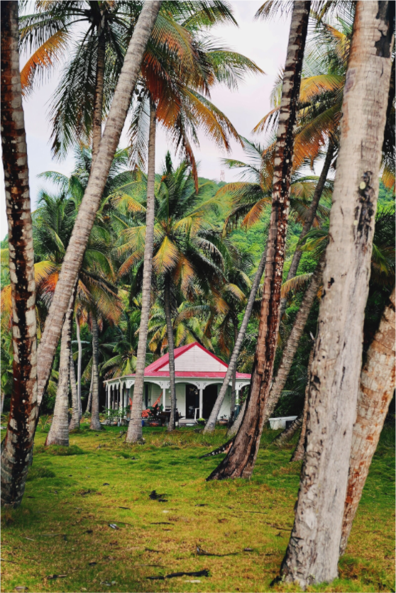 Creole canopy (Guadeloupe, Les Saintes)