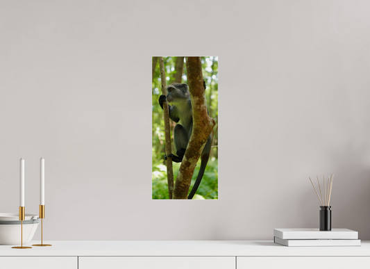 Sykes’ monkey V (Tanzanie, Zanzibar)