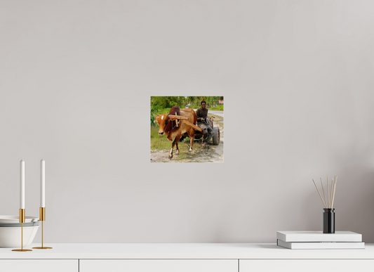 Pas de zebu (Tanzanie, Zanzibar)