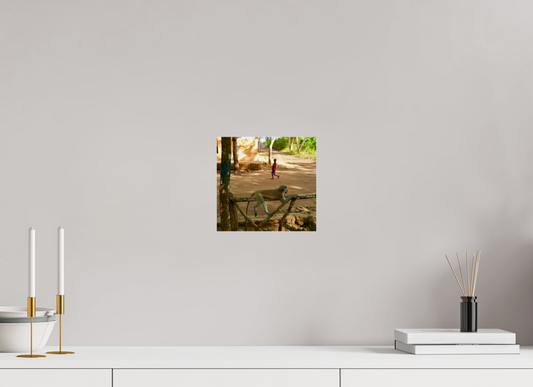 Monkey rest (Tanzanie, Zanzibar)