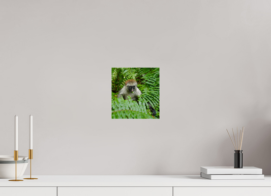 Red monkey V (Tanzanie, Zanzibar)