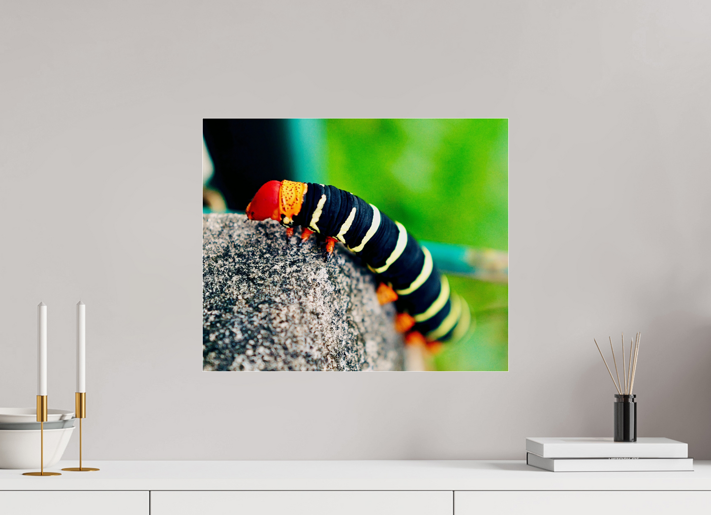 Frangipani caterpillar (Guadeloupe, Vieux Fort)