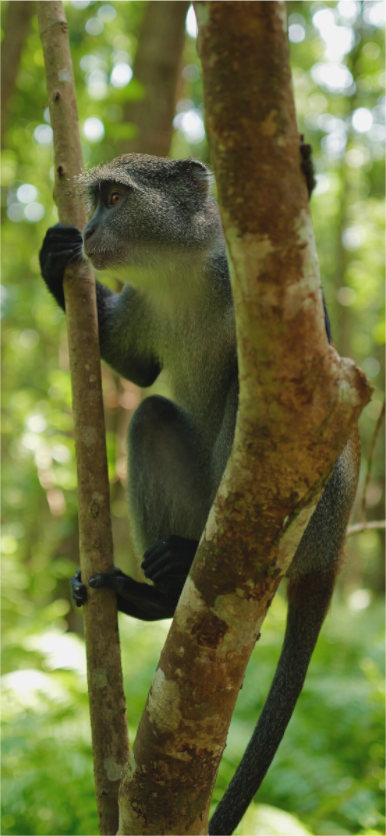 Sykes' monkey V (Tanzania, Zanzibar)