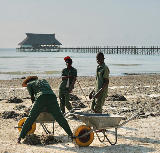 Purple Gold of the Ocean (Tanzania, Zanzibar)