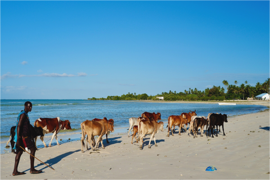 Maasai transhumance III (Tanzania, Zanzibar)