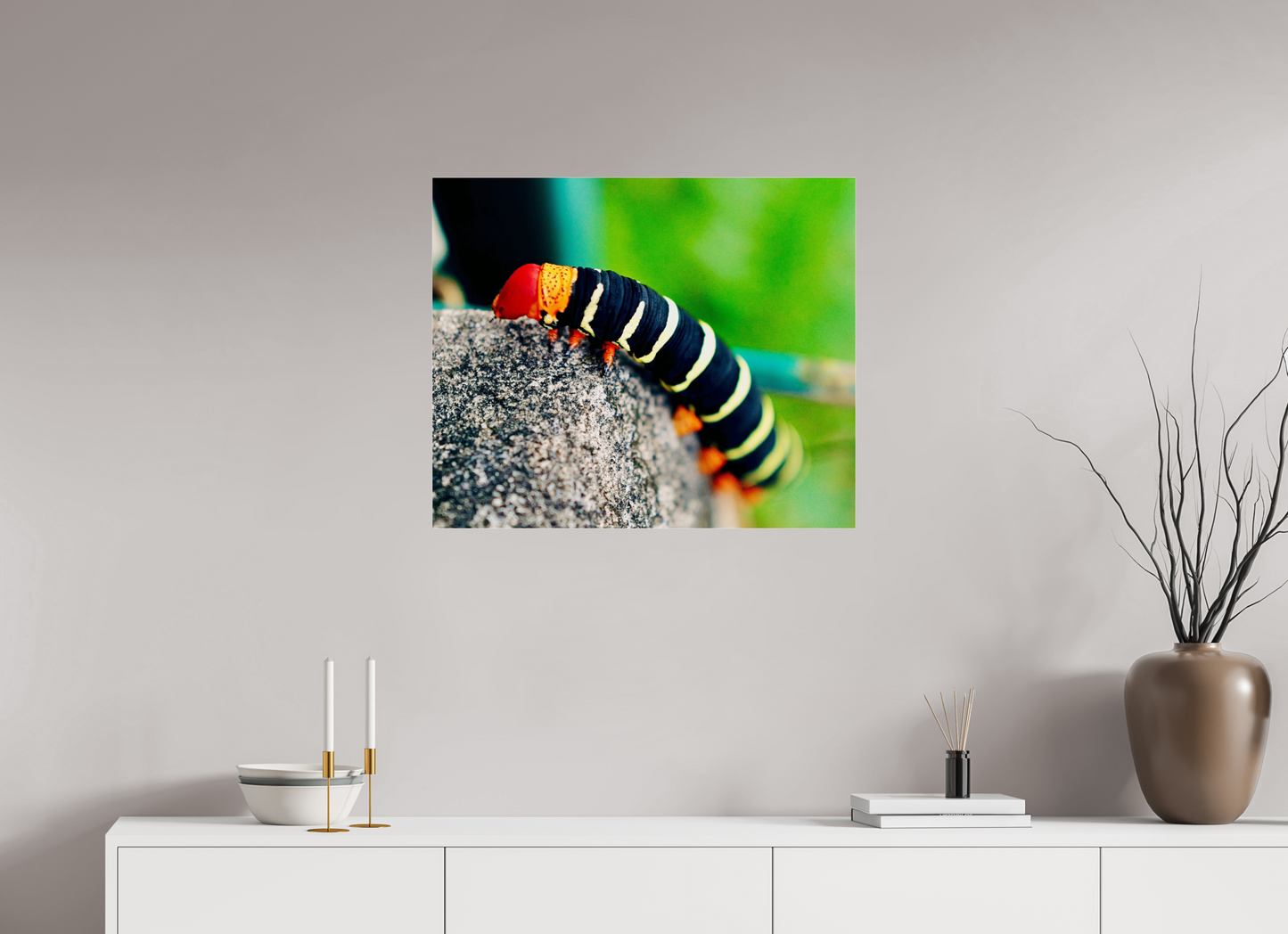 Frangipani caterpillar (Guadeloupe, Vieux Fort)