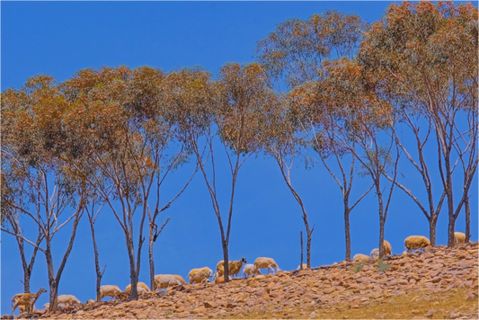 Main image Ligne pastorale (Maroc, Atlas)