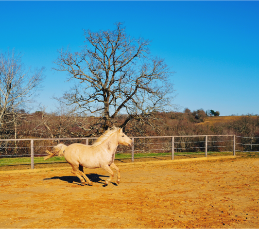 Ochre Rodeo (France, Gers)