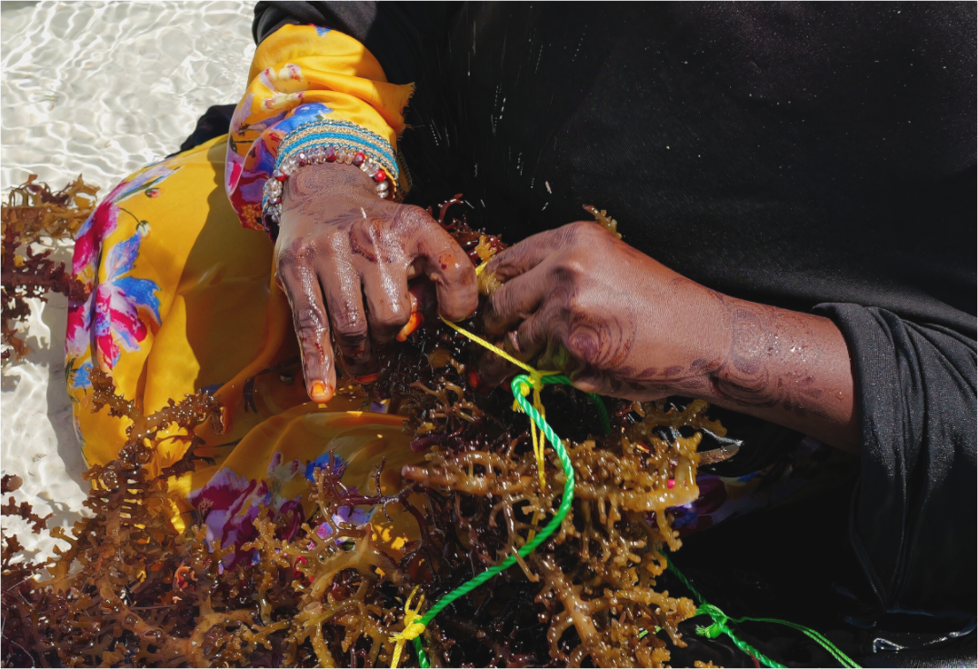 Seaweed harvest XXIV (Tanzania, Zanzibar)
