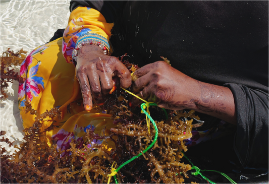 Seaweed harvest XXIV (Tanzania, Zanzibar)
