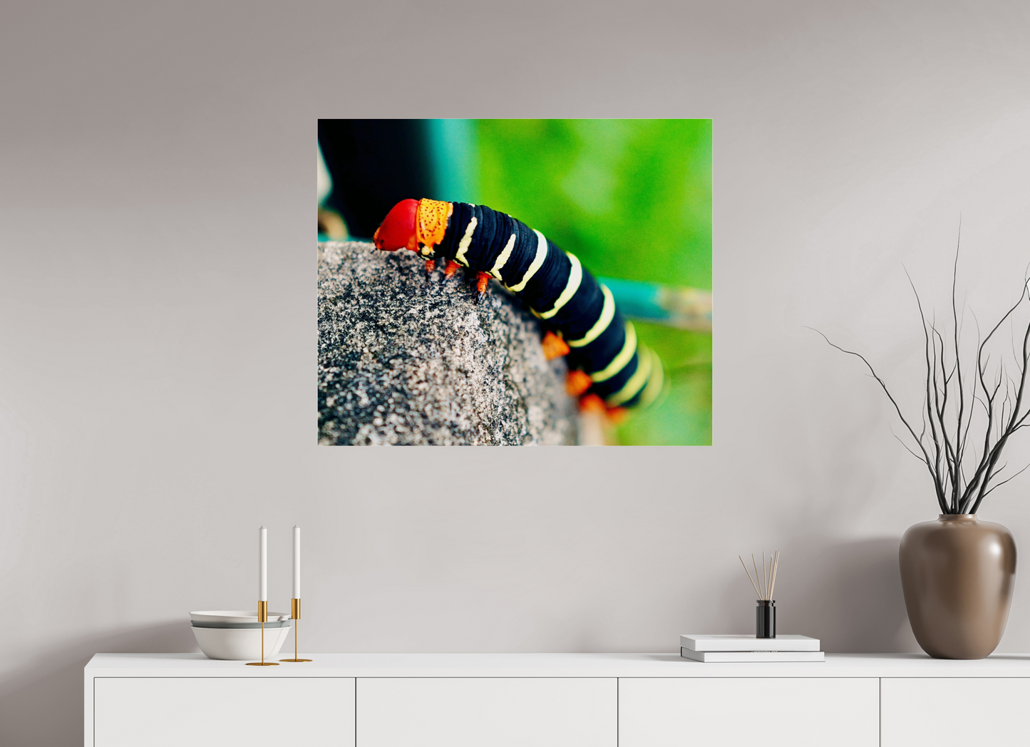 Frangipani caterpillar (Guadeloupe, Vieux Fort)
