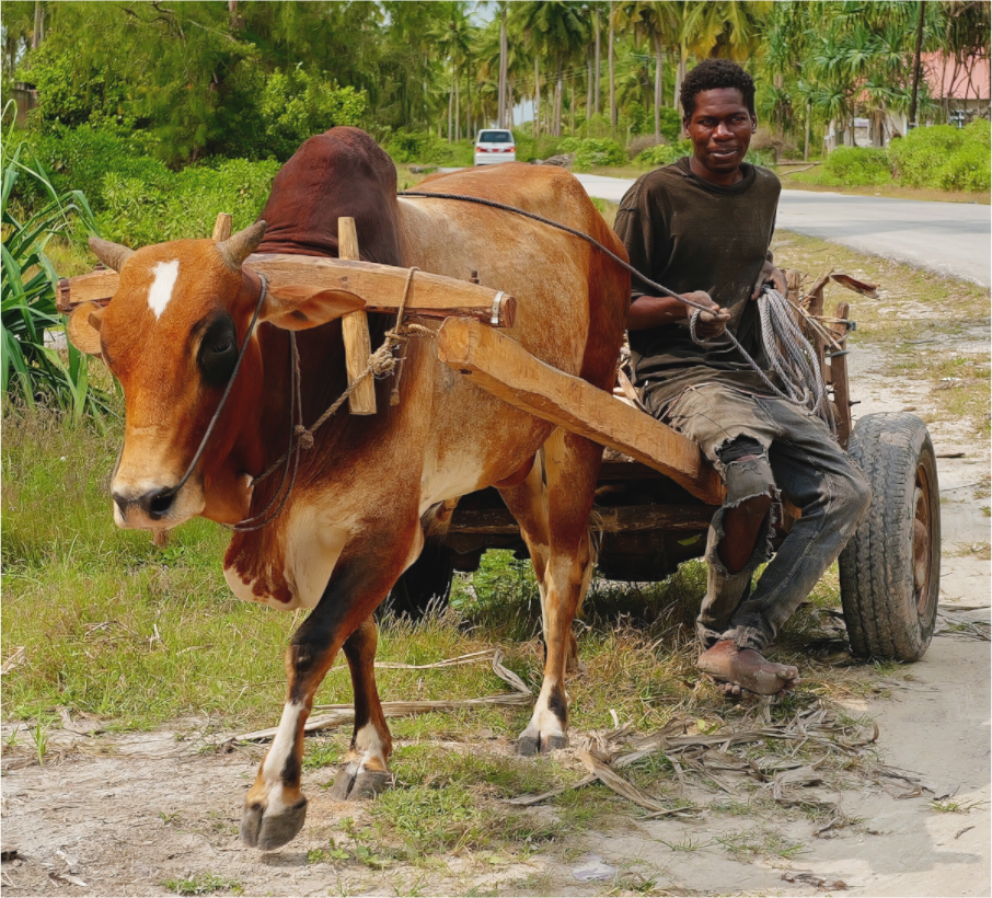 No zebu (Tanzania, Zanzibar)