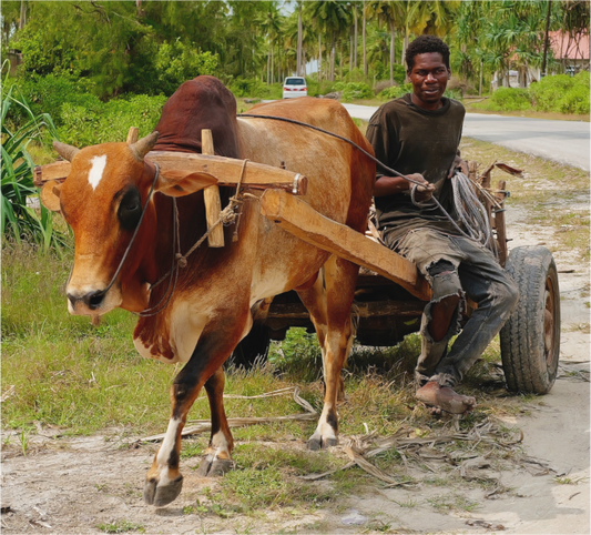 No zebu (Tanzania, Zanzibar)