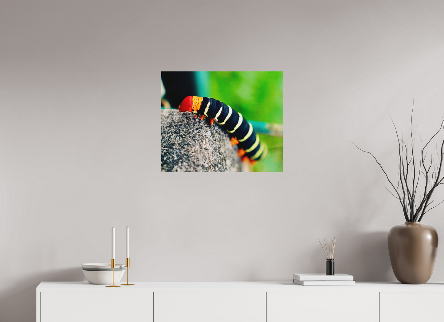 Frangipani caterpillar (Guadeloupe, Vieux Fort)