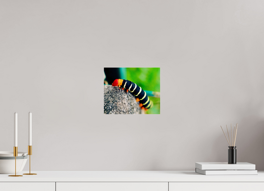 Frangipani caterpillar (Guadeloupe, Vieux Fort)