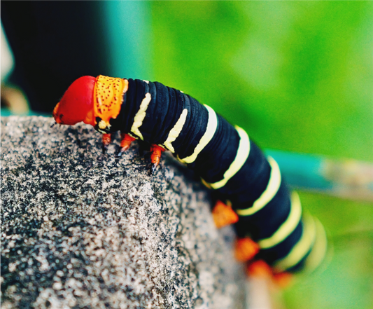 Frangipani caterpillar (Guadeloupe, Vieux Fort)