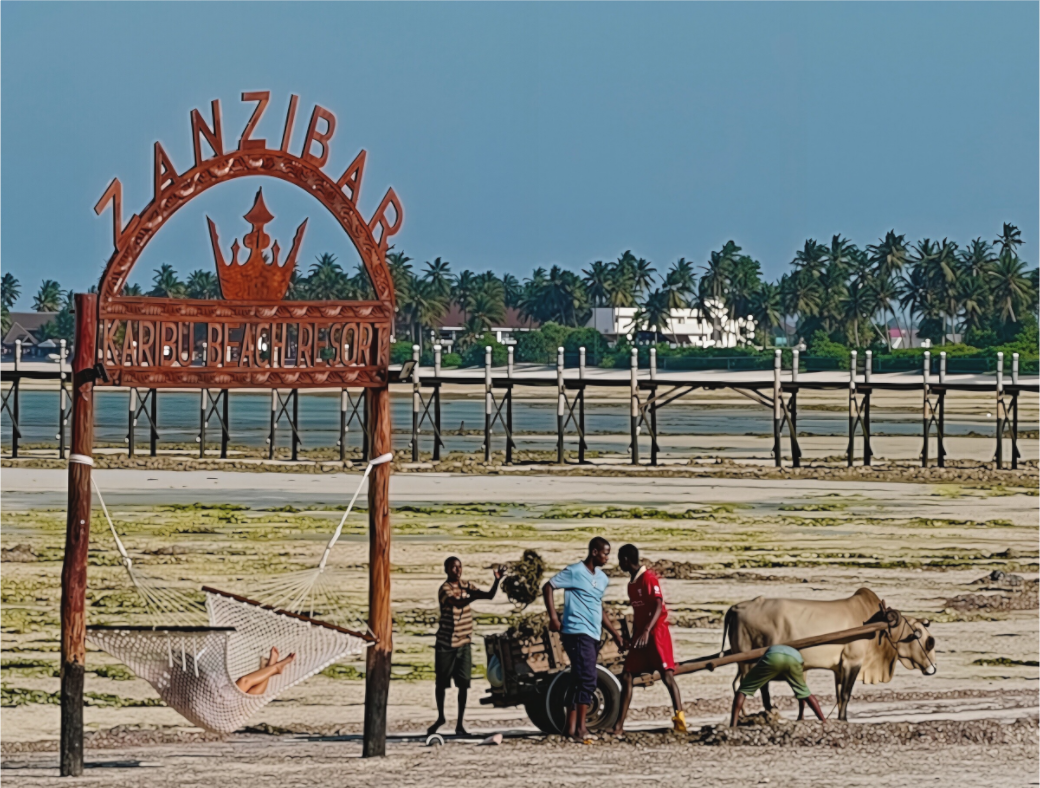 Contrastes (Tanzanie, Zanzibar)