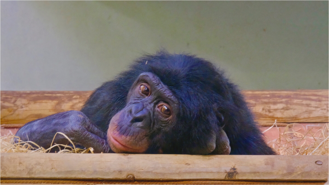 Main image Prisonnier (Allemagne, Berlin)