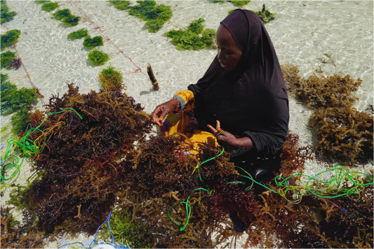 Seaweed harvest V (Tanzania, Zanzibar)