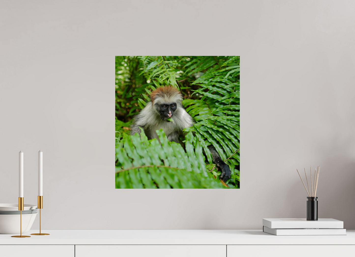 Red monkey V (Tanzania, Zanzibar)