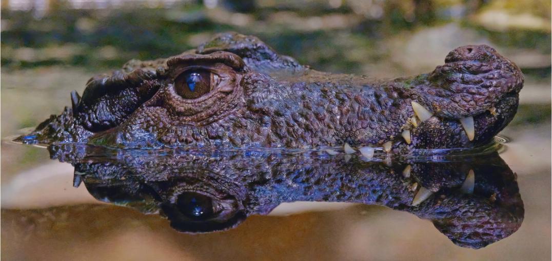 Main image Patience des profondeurs (Allemagne, Berlin)