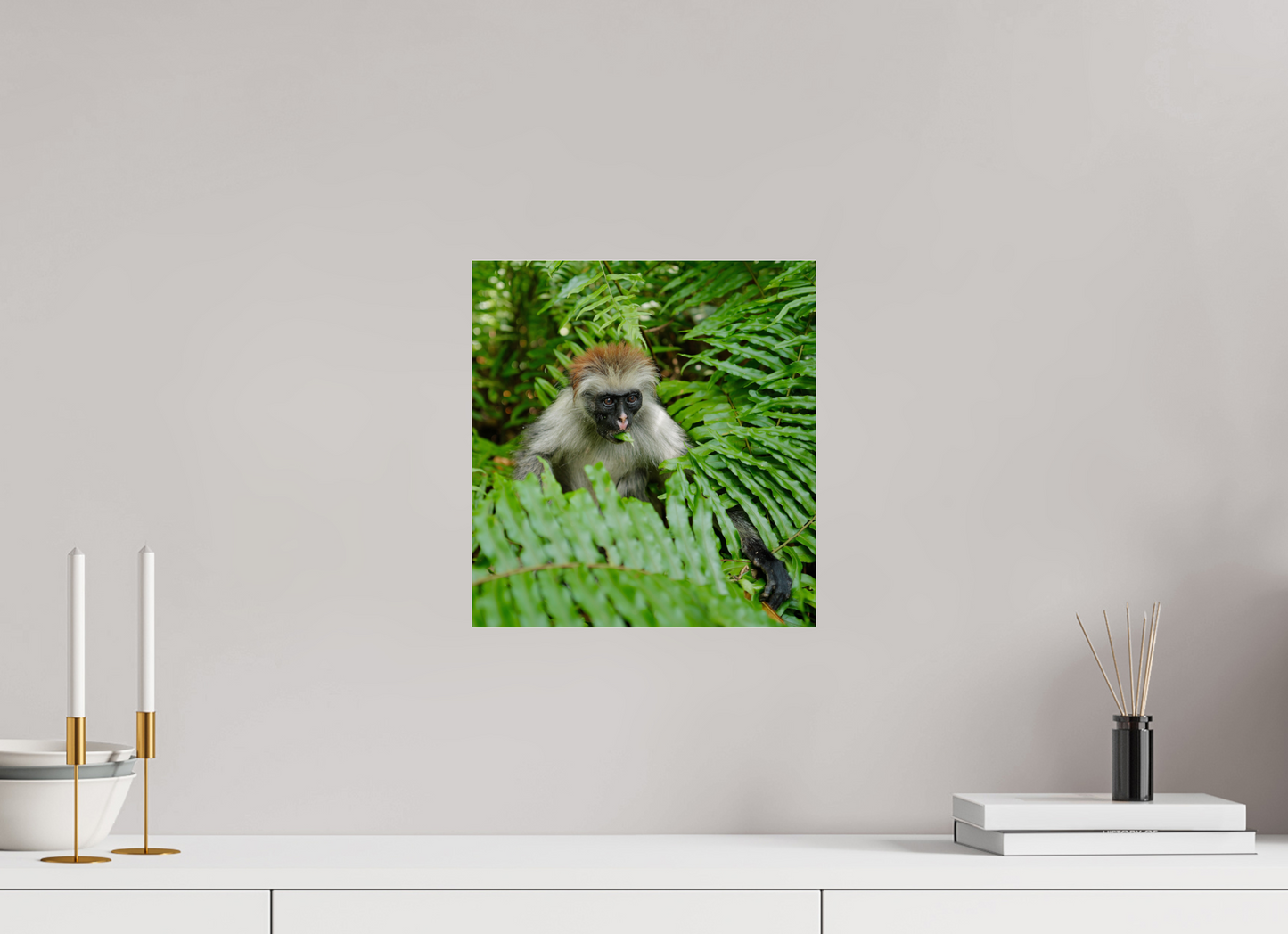 Red monkey V (Tanzania, Zanzibar)