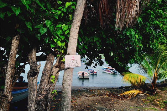 Falling coconuts (Guadeloupe, Les Saintes)