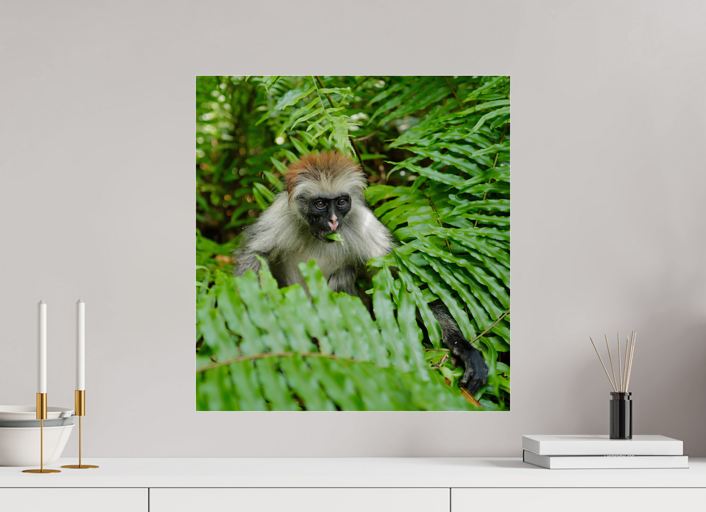 Red monkey V (Tanzania, Zanzibar)