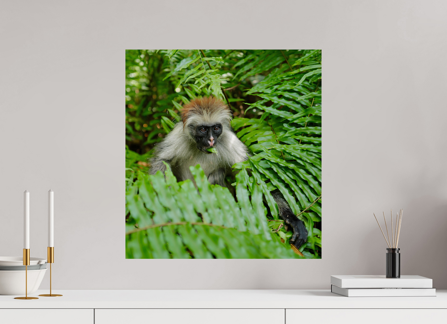 Red monkey V (Tanzania, Zanzibar)