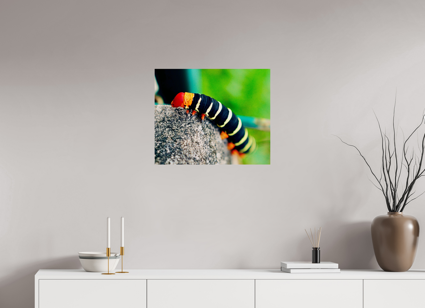 Frangipani caterpillar (Guadeloupe, Vieux Fort)