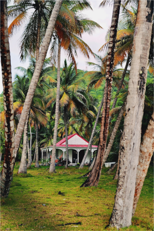 Creole canopy (Guadeloupe, Les Saintes)