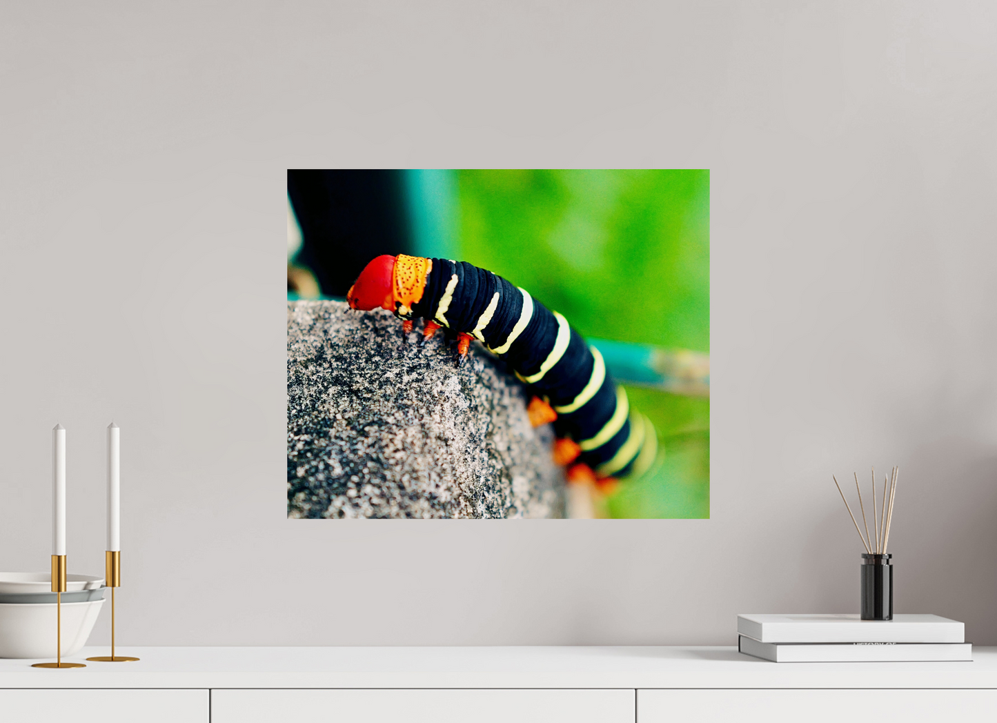 Frangipani caterpillar (Guadeloupe, Vieux Fort)