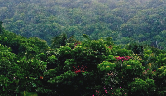 Green belt (Guadeloupe, Vieux Fort)