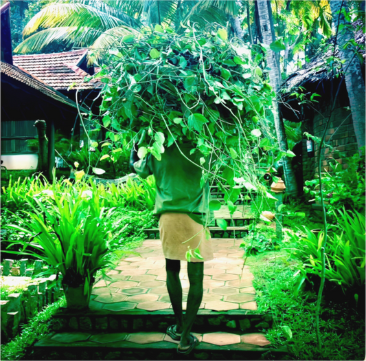 Under the weight of the living (India, Kerala)