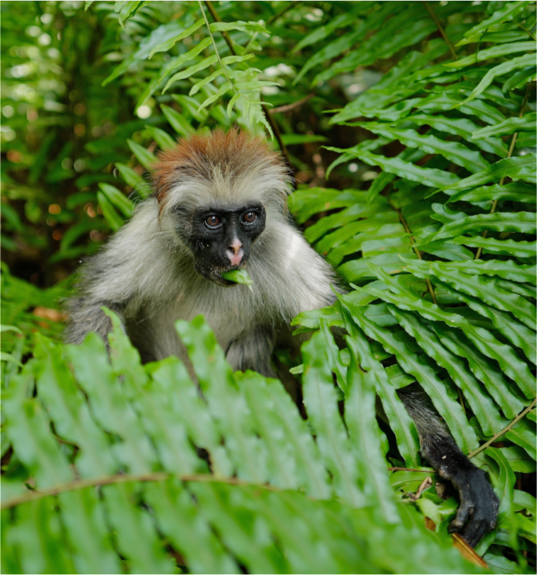 Red monkey V (Tanzania, Zanzibar)