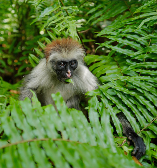 Red monkey V (Tanzania, Zanzibar)