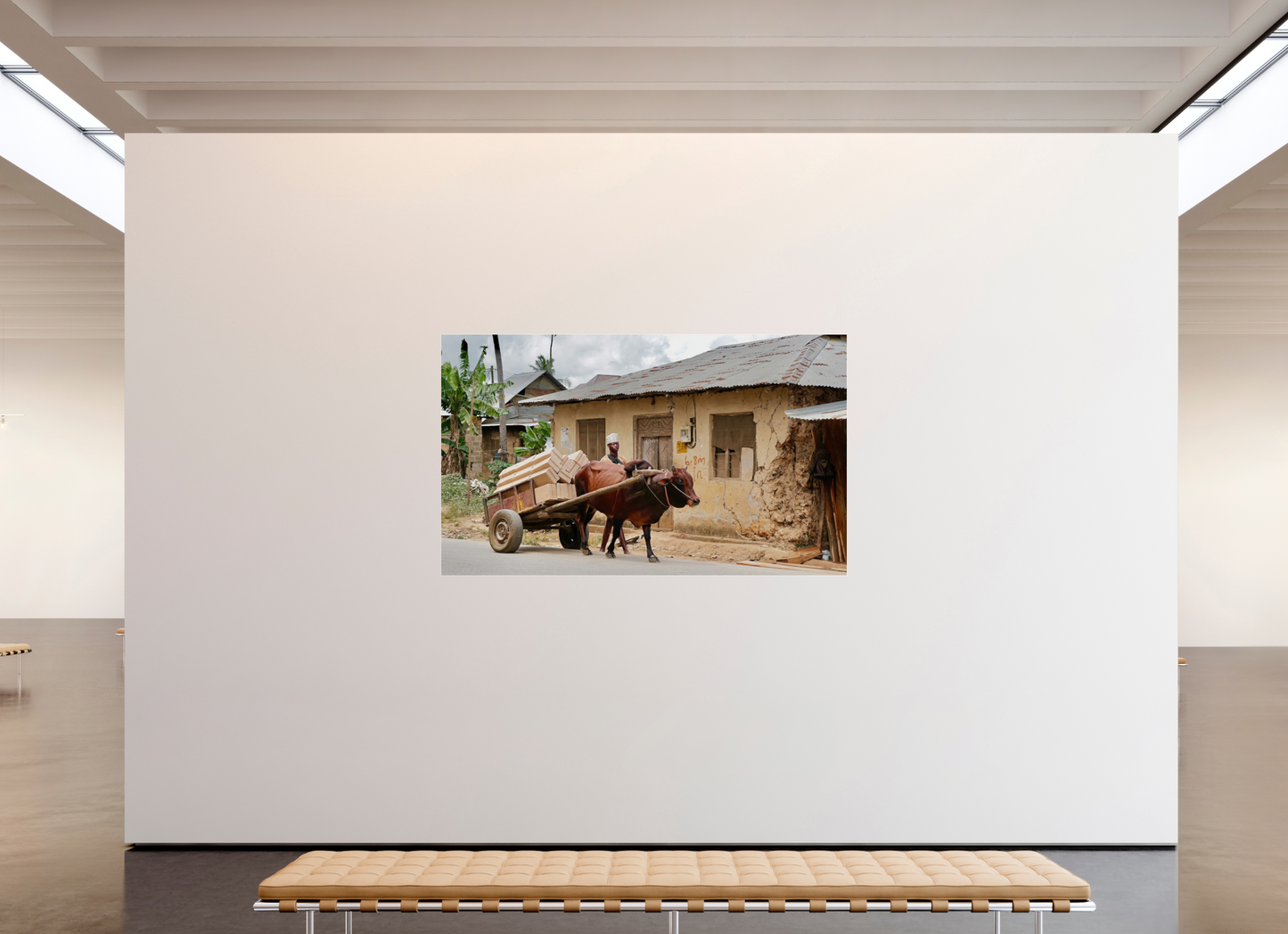 202,1 x 120 cm, Impression brillante fine art sur alu dibond (prête à être accrochée) Faithful Zebu (Tanzanie, Zanzibar).jpg