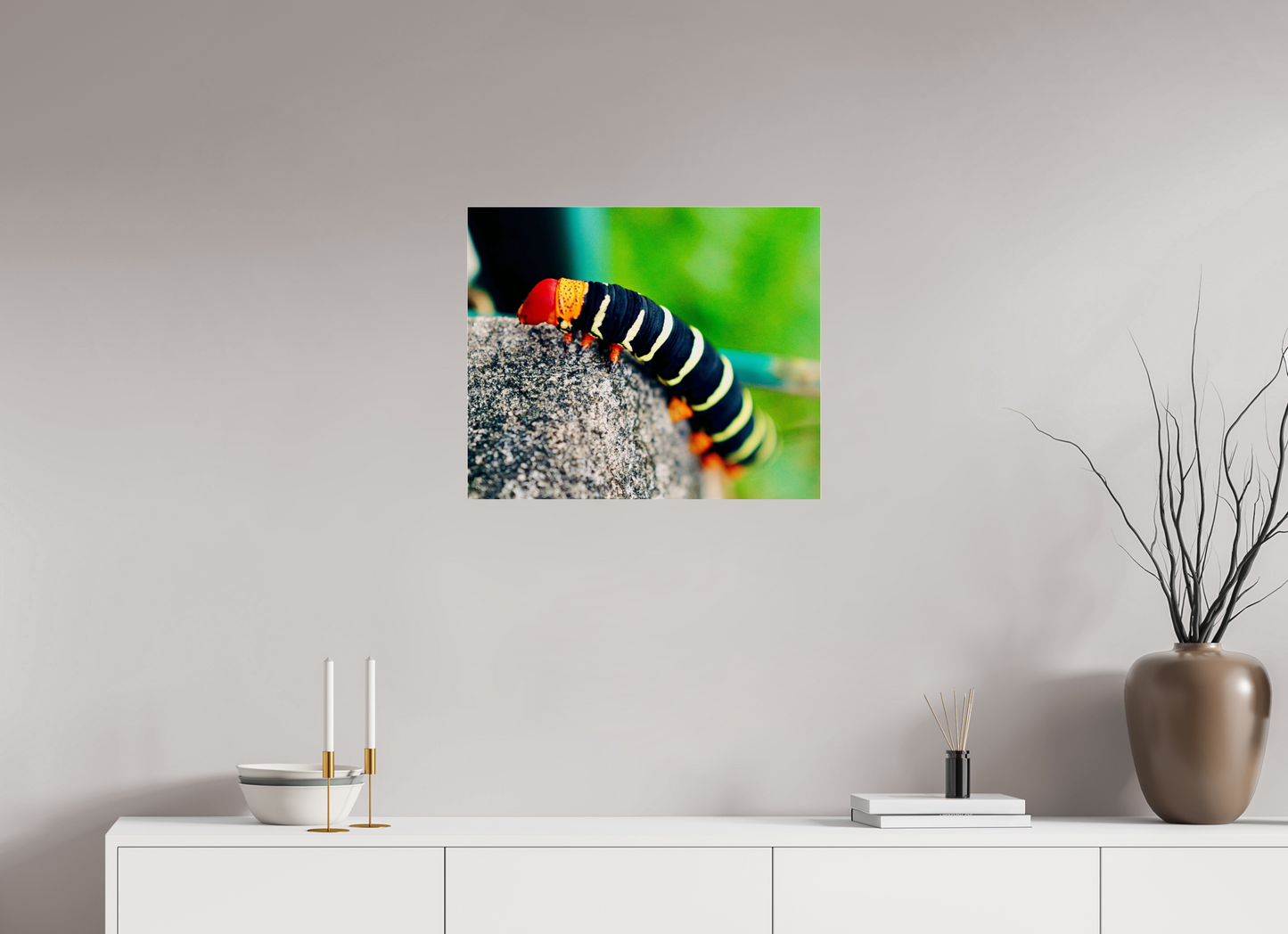 Frangipani caterpillar (Guadeloupe, Vieux Fort)