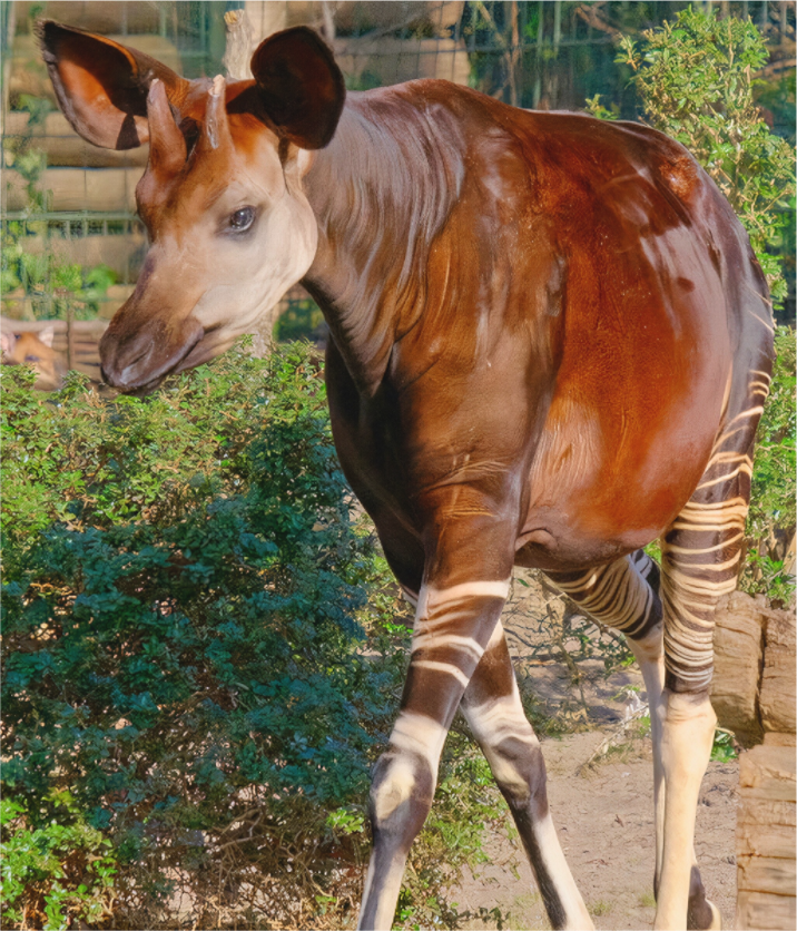 Main image Okapi (Allemagne, Berlin)