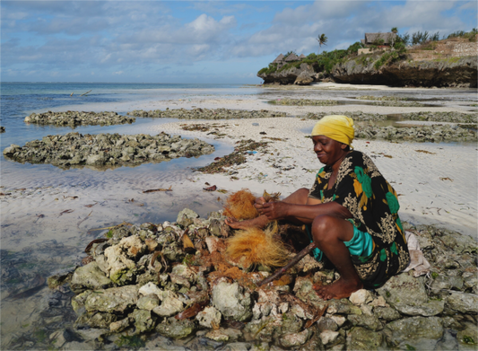 Coconut Beaters XIII (Tanzania, Zanzibar)