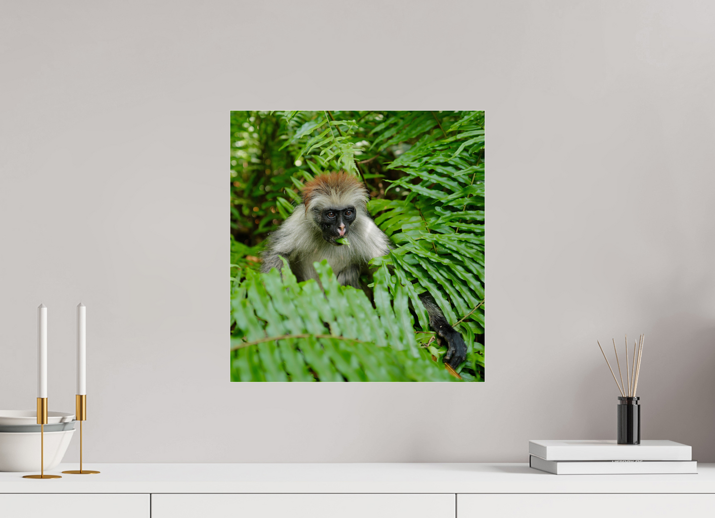 Red monkey V (Tanzania, Zanzibar)