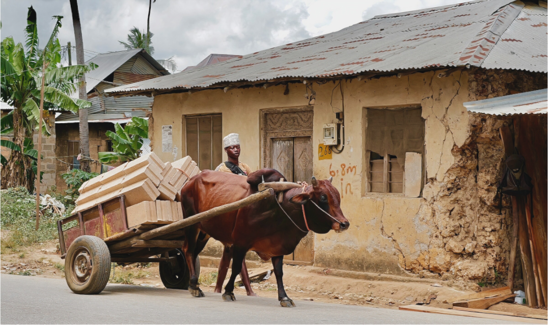 Main image Faithful Zebu (Tanzanie, Zanzibar).jpg