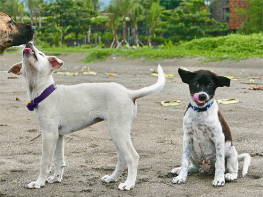 Salty Kisses (Indonesia, Bali)