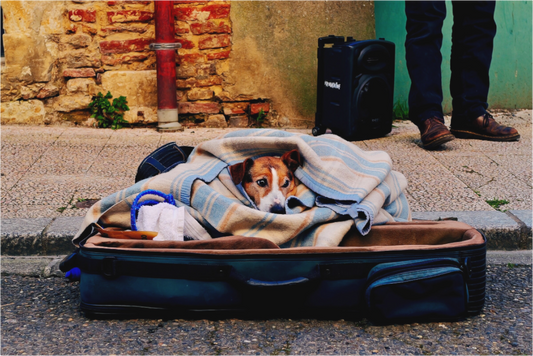 The essentials fit in a suitcase (France, Gers)