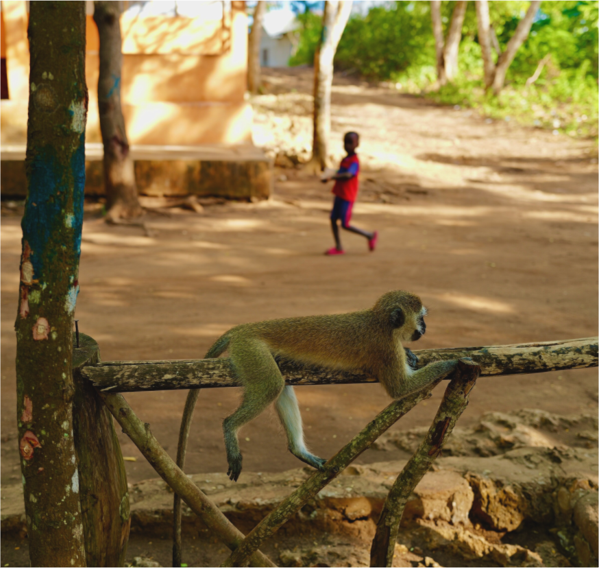 Monkey rest (Tanzania, Zanzibar)