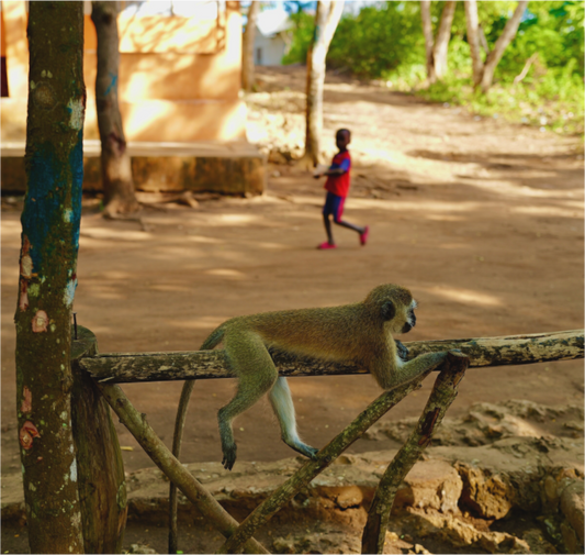 Monkey rest (Tanzania, Zanzibar)